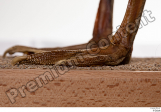 Greater white-fronted goose Anser albifrons foot 0001.jpg